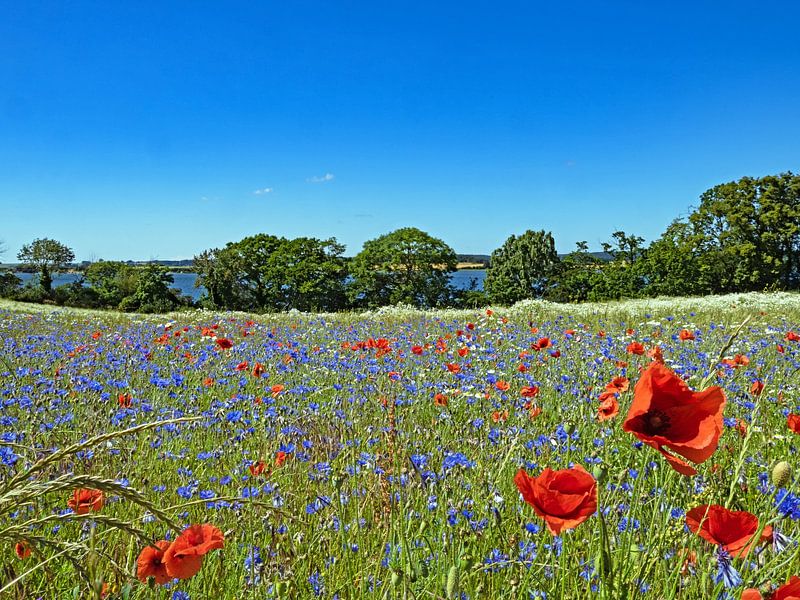 Summer flower meadow on Rügen by Katrin May