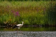 Ooievaar in rivier de Mark, Breda van Henny van Riel thumbnail