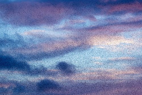 Spreeuwen in de wolken
