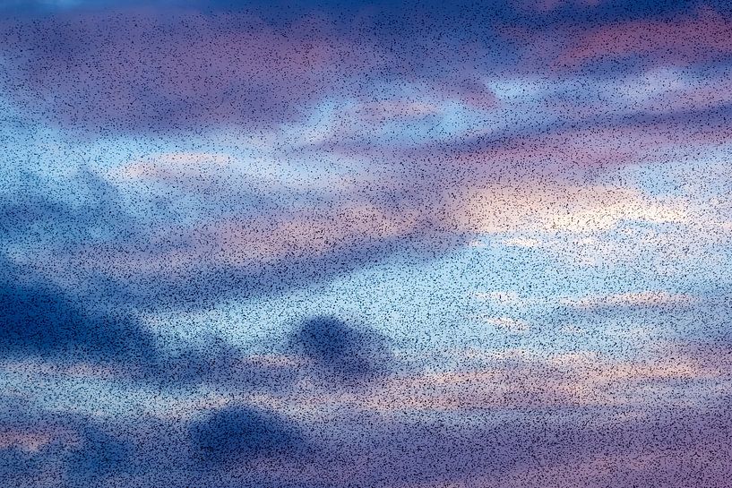 Stare in den Wolken von Anja Brouwer Fotografie