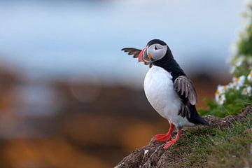 Atlantic Puffin stands on the cliff in summer
