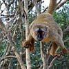Brauner Lemur von Antwan Janssen