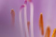 Makro-Aufnahme Staubblätter Blume von Geert Naessens Miniaturansicht