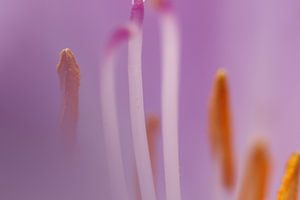 Macro opname meeldraden bloem