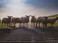 Neugierige Schafe am Wattenmeerdeich