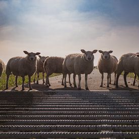 Neugierige Schafe am Wattenmeerdeich von Patricia Holthof