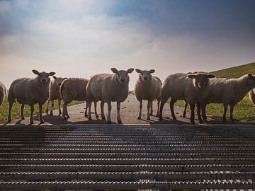 Neugierige Schafe am Wattenmeerdeich