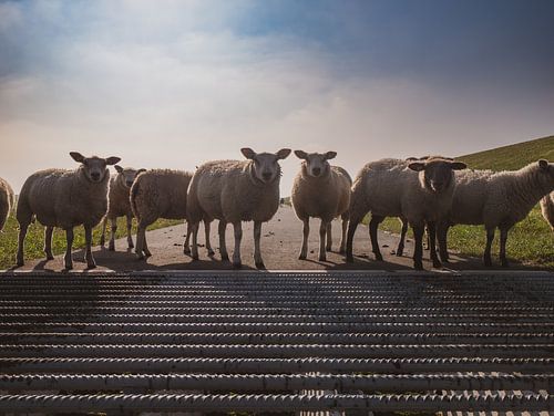 Curious sheep at the Wadden dyke