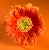 Gerberablüte