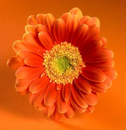 Gerbera Bloesem