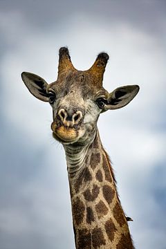 Giraffe in Moremi Game Reserve, Botswana by Paula Romein