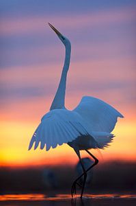 Grote Zilverreiger met zonsondergang van AGAMI Photo Agency