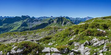 Alpenrosen in den Allgäuer Alpen von Walter G. Allgöwer