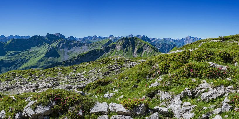 Alpine roses in the Allgäu Alps by Walter G. Allgöwer