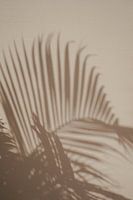 Schaduwen van palm | reisfotografie fine art print | India