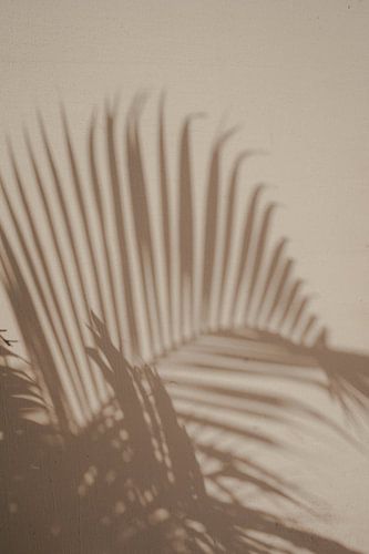 Schaduwen van palm | reisfotografie fine art print | India