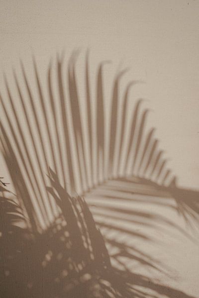Ombres de palmiers | photographie de voyage | tirage d'art | Inde par Kimberley Jekel