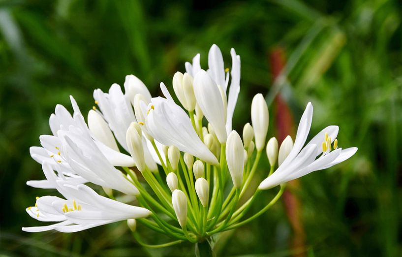 one white decorative lily by Werner Lehmann