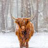 Portrait of Scottish Highland cattle in the snow in a nature reserve by Sjoerd van der Wal