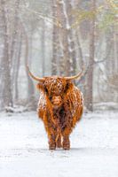 Portret van een Schotse Hooglander koe in de sneeuw