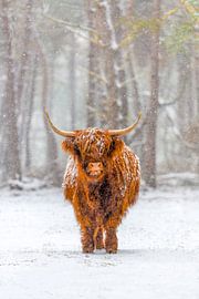 Portrait of Scottish Highland cattle in the snow in a nature reserve
