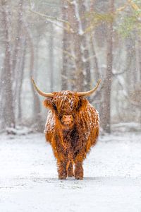 Portret van een Schotse Hooglander koe in de sneeuw van Sjoerd van der Wal Fotografie