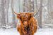 Porträt der schottischen Hochlandviehkuh im Schnee von Sjoerd van der Wal