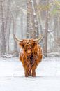 Portrait d'une vache écossaise des Highlands dans la neige par Sjoerd van der Wal Photographie Aperçu