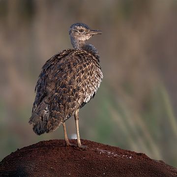 Das stattliche Moorhuhn in der Savanne