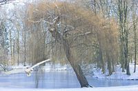 Winterlandschap