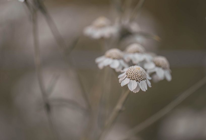 anthemis tricolor by Tania Perneel