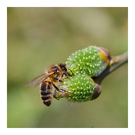 Abeille