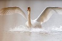 Weißer Schwan bei der Landung