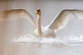 Weißer Schwan bei der Landung von Mario Plechaty Photography