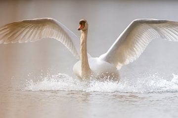 White swan landing by Mario Plechaty Photography