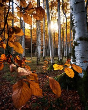 Herbst auf Rügen von fernlichtsicht