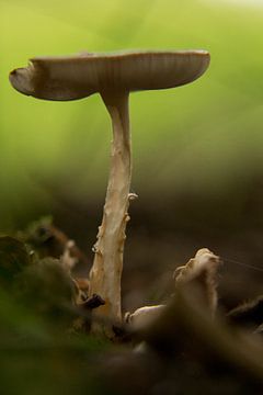 Mushroom in entirely natural surroundings with much depth functioning, Strijbeekse heathland, Breda, by Ad Huijben