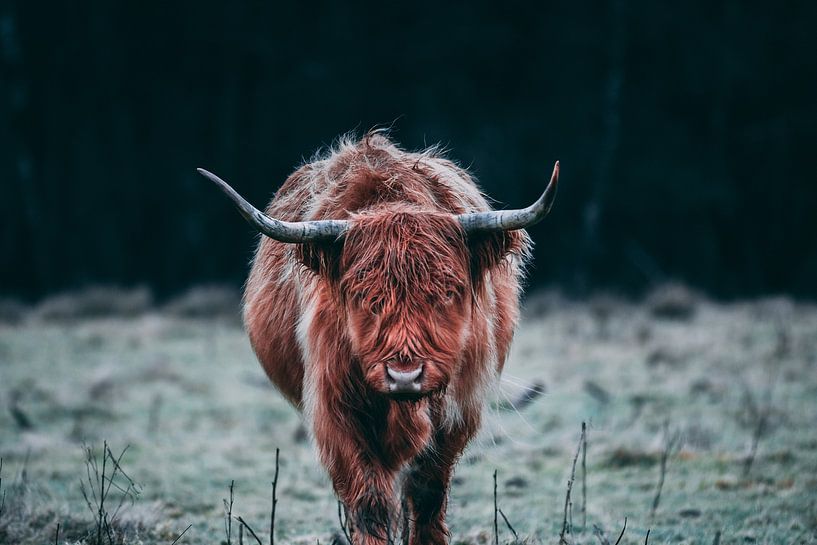 Scottish Highlander looking straight into the lens on a cold morning. by Ken Tempelers
