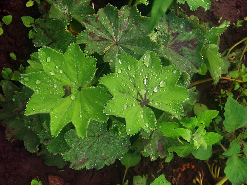 Frauenmantel par Edgar Schermaul