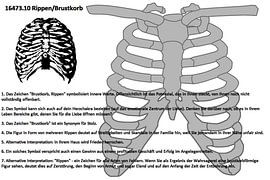 Ribs, thorax 16473.10