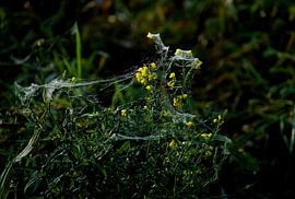 cheveux d'ange dans la nature