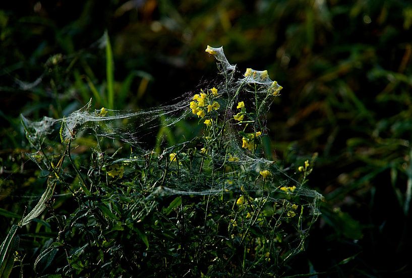 angel hair in nature by joyce kool