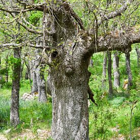"Des cerfs dans les bois sur Erna Kampman