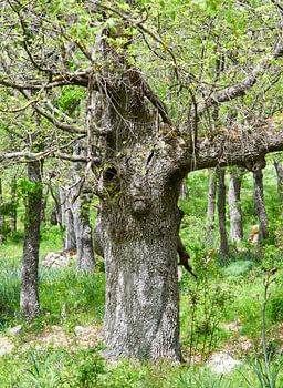 "Deer in the woods