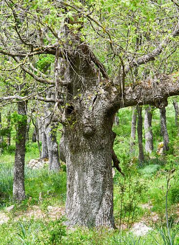 "Des cerfs dans les bois sur Erna Kampman