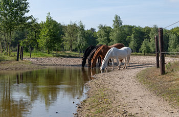 Vier kleurslagen paarden drinken uit poel