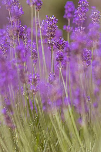De pure schoonheid van lavendel