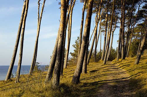 Small forest on a steep coast