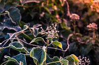 Bourgeon de lierre en fleur dans le froid.