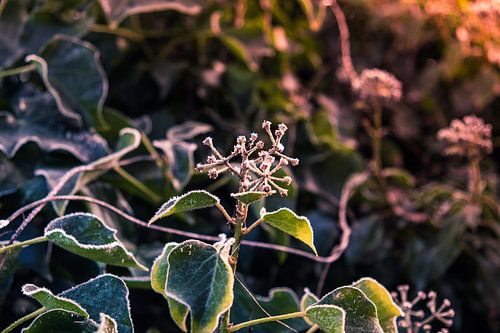 Knospenblühender Efeu in der Kälte.